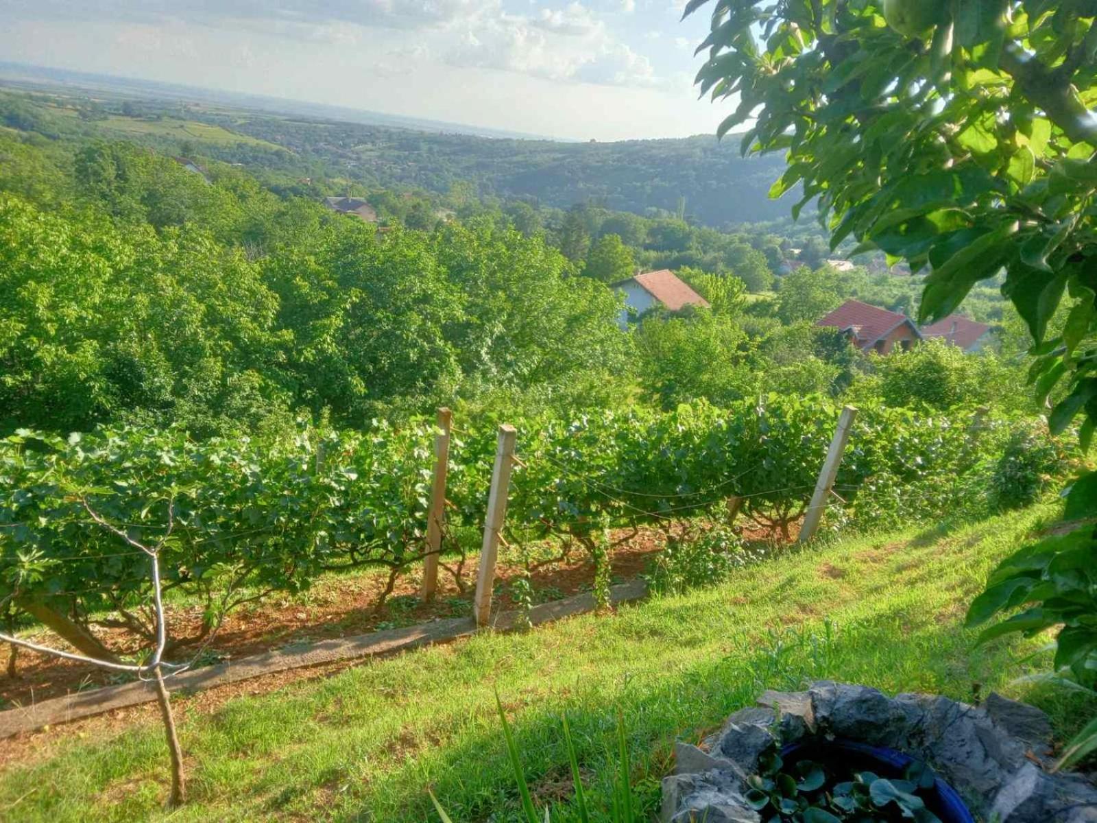 Apartment Noletov Vidikovac Vrdnik Zewnętrze zdjęcie