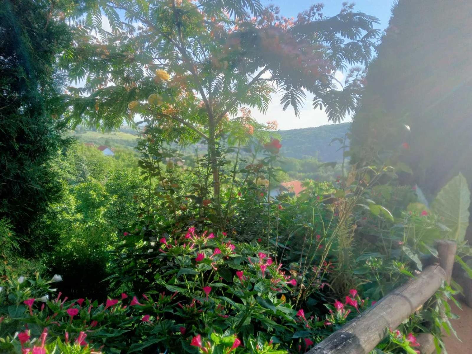 Apartment Noletov Vidikovac Vrdnik Zewnętrze zdjęcie